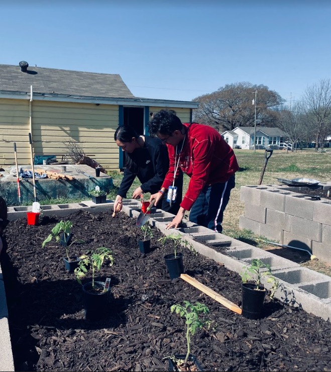 yh_planting2